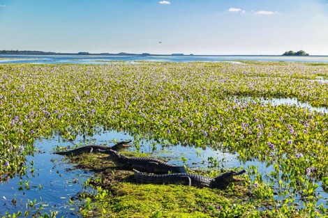 Caiman Ibera National Park Journeys with Purpose